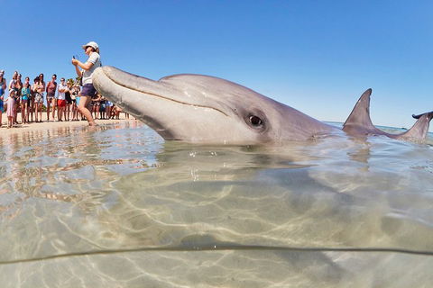 7-Day Exmouth Explorer Via Pinnacles Monkey Mia Ningaloo Reef Returning To Perth - Accommodation Burleigh 1