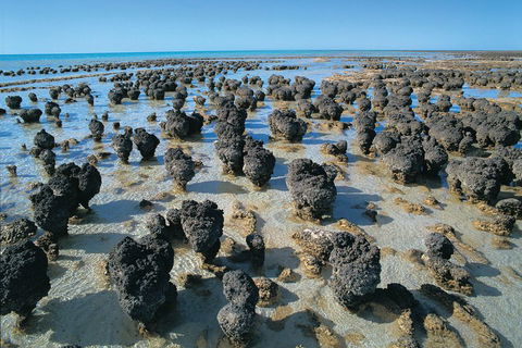 7-Day Exmouth Explorer Via Pinnacles Monkey Mia Ningaloo Reef Returning To Perth - Accommodation Burleigh 3