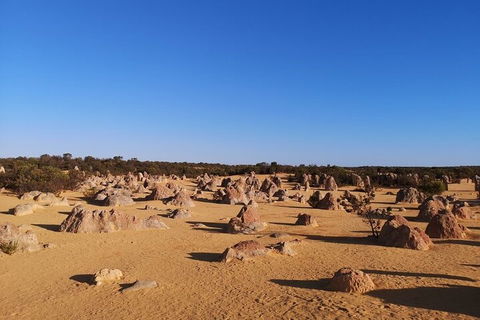 Pinnacles Day Trip From Perth Including Yanchep National Park - Accommodation Burleigh 3