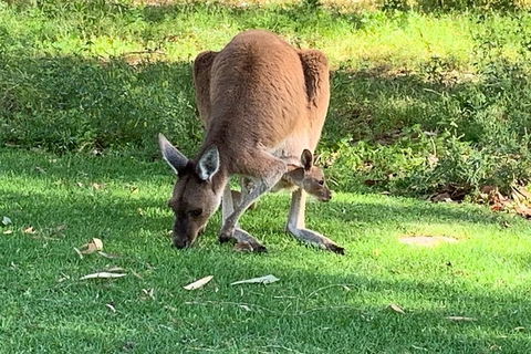 Pinnacles Day Trip From Perth Including Yanchep National Park - Accommodation Burleigh 4