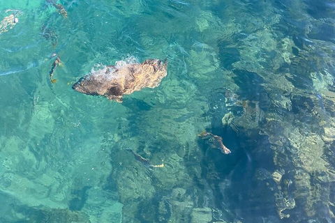 Aquascene Magnetic Island Discovery Tour - Accommodation Burleigh 1