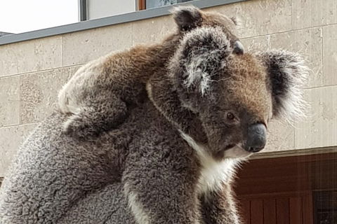 Adelaide Shore Excursion: Adelaide City Tour By Private Limo - Accommodation Burleigh 4