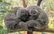 Central Coast Explorer With 'Personalised Sydney Tours' - thumb 5