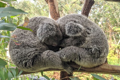 Central Coast Explorer With 'Personalised Sydney Tours' - Accommodation Burleigh 5