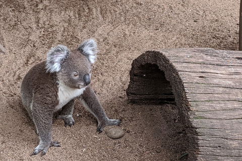 Australian Wildlife & Waterfalls Private Tour With 'Personalised Sydney Tours' - Accommodation Burleigh 0