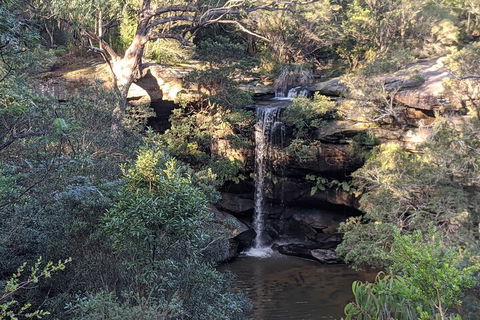 Australian Wildlife & Waterfalls Private Tour With 'Personalised Sydney Tours' - Accommodation Burleigh 5