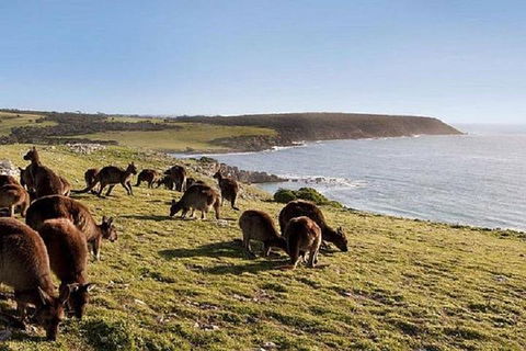 Kangaroo Island Personal Group Tours - Accommodation Burleigh 0