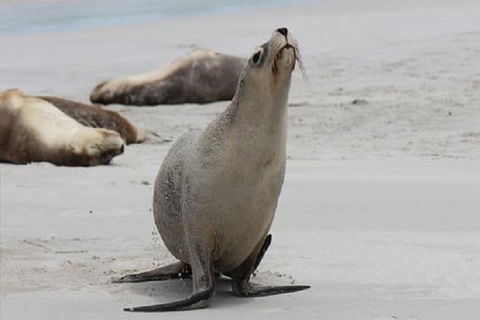 Kangaroo Island Personal Group Tours - Accommodation Burleigh 4