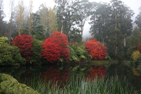 LGBT+ Friendly Full Day Yarra Valley & Dandenong Ranges Private Tour - Accommodation Burleigh 2