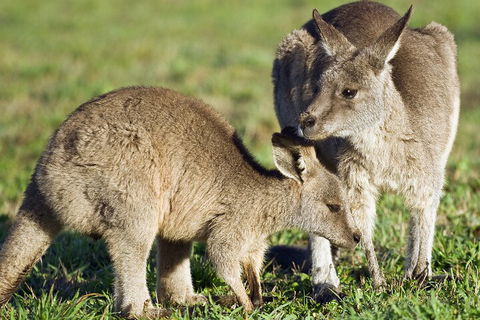 LGBT+ Friendly Full Day Phillip Island Private Tour - Accommodation Burleigh 3