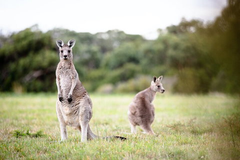 LGBT+ Friendly 3 Day Tour The Grampians, Daylesford & Ballarat - Accommodation Burleigh 2