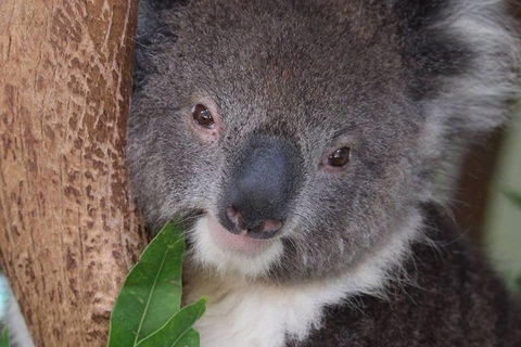 All Inclusive Blue Mountains Small-Group Day Trip From Sydney - Accommodation Burleigh 1