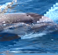 Jervis Bay Dolphin Watch Cruise - Accommodation Burleigh