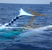 Whale Watching Jervis Bay - Accommodation Burleigh