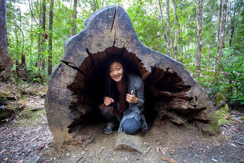 Tahune Airwalk Active Day Trip From Hobart Including Hastings Caves - Accommodation Burleigh 2