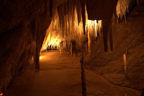 Tahune Airwalk Active Day Trip From Hobart Including Hastings Caves - Accommodation Burleigh 4