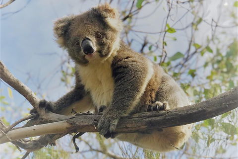 Kangaroo Island Scenic Trail Tour - Accommodation Burleigh 2