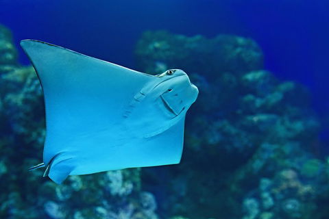 Cairns Aquarium Admission Ticket - Accommodation Burleigh 2
