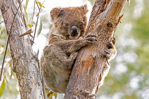Wild Australian Wildlife 4WD Tour From Sydney - Accommodation Burleigh 1