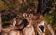 Wild Australian Wildlife 4WD Tour From Sydney - thumb 3