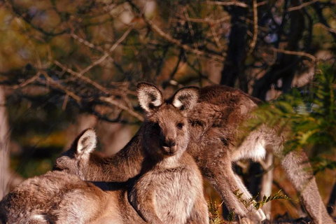 Wild Australian Wildlife 4WD Tour From Sydney - Accommodation Burleigh 3
