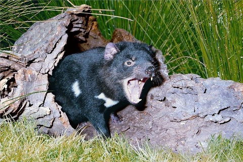 Blue Mountains Private Tour From Sydney With Featherdale Park - Accommodation Burleigh 0