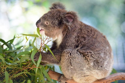 Blue Mountains Private Tour From Sydney With Featherdale Park - Accommodation Burleigh 2