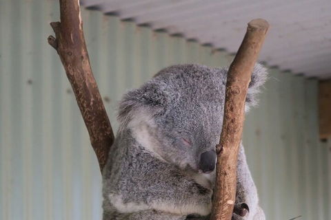 Featherdale Wildlife Park General Admission - Accommodation Burleigh 3