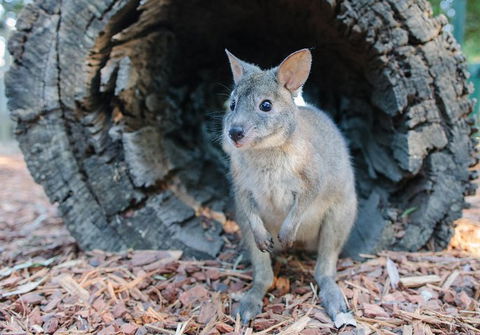 Featherdale Wildlife Park General Admission - Accommodation Burleigh 5