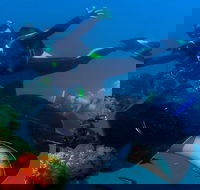 Scuba Dive the S.S. Yongala Wreck on the Great Barrier Reef. - Accommodation Burleigh