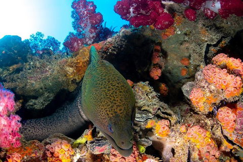 Scuba Dive The S.S. Yongala Wreck On The Great Barrier Reef. - Accommodation Burleigh 1