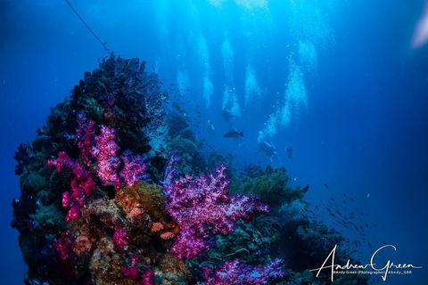 Scuba Dive The S.S. Yongala Wreck On The Great Barrier Reef. - Accommodation Burleigh 2