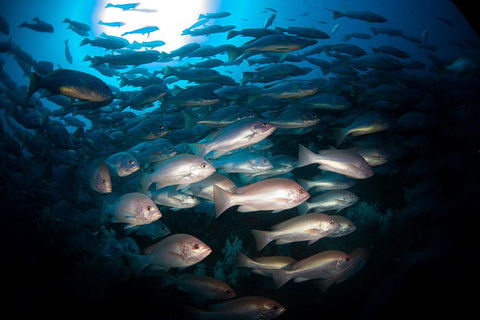 Scuba Dive The S.S. Yongala Wreck On The Great Barrier Reef. - Accommodation Burleigh 4