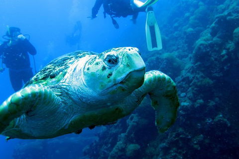 Scuba Dive The S.S. Yongala Wreck On The Great Barrier Reef. - Accommodation Burleigh 5